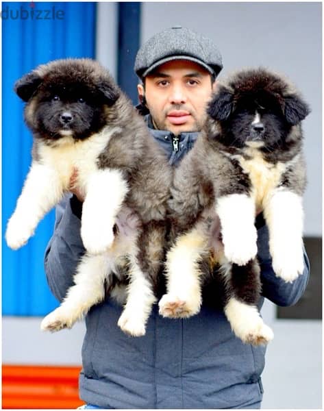 Akita puppies Imported from Russia 1