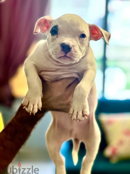 american bully puppies 2