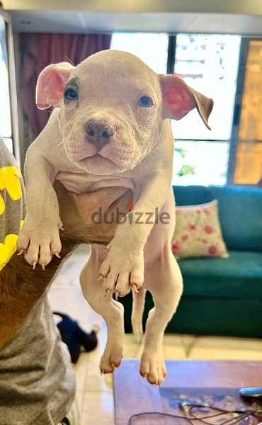 american bully puppies 3