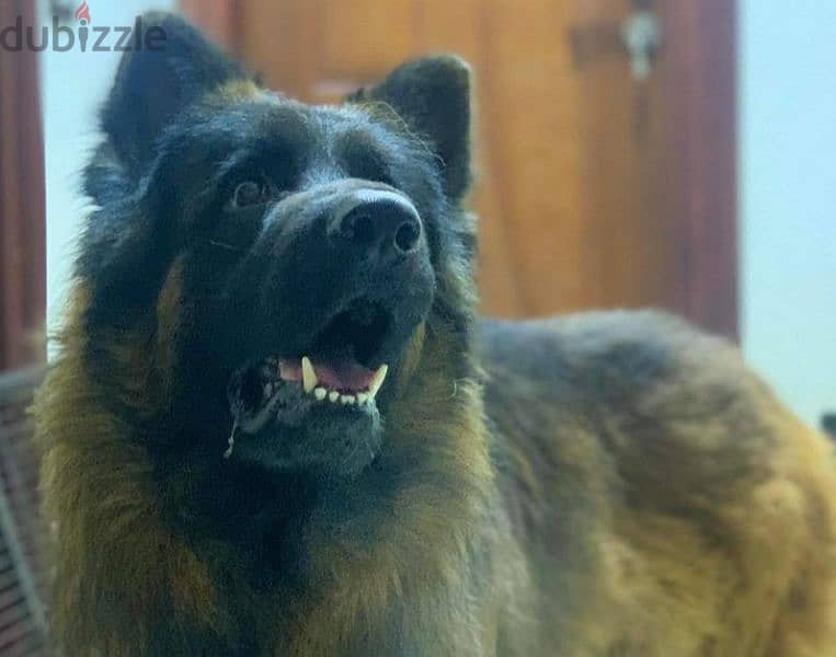 70 يوم بشهادات نسب fci أحفاد كسار بطل العالم $#@german shepherd 5