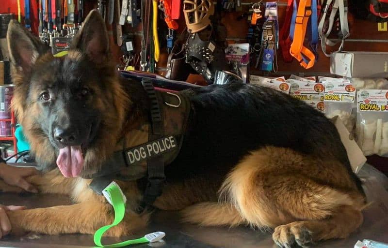 70 يوم بشهادات نسب fci أحفاد كسار بطل العالم $#@german shepherd 7