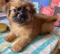 pekingese puppy 2months for sale