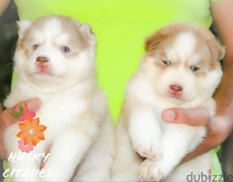 جراوي هاسكي للبيع husky puppies 1