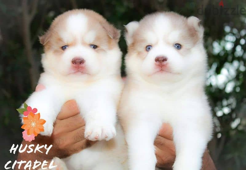 جراوي هاسكي للبيع husky puppies 2