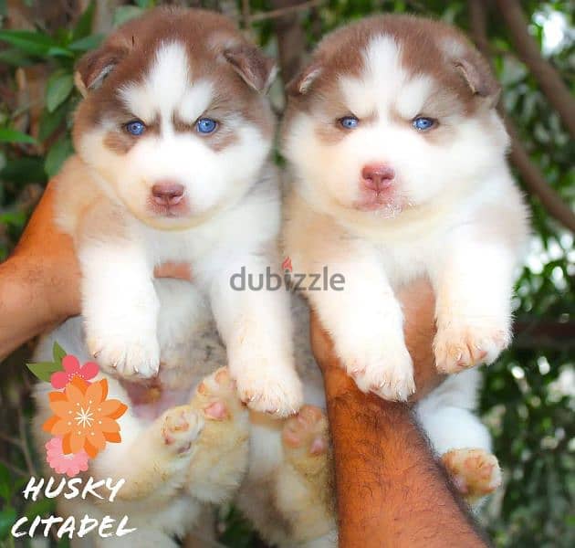 جراوي هاسكي للبيع husky puppies 3