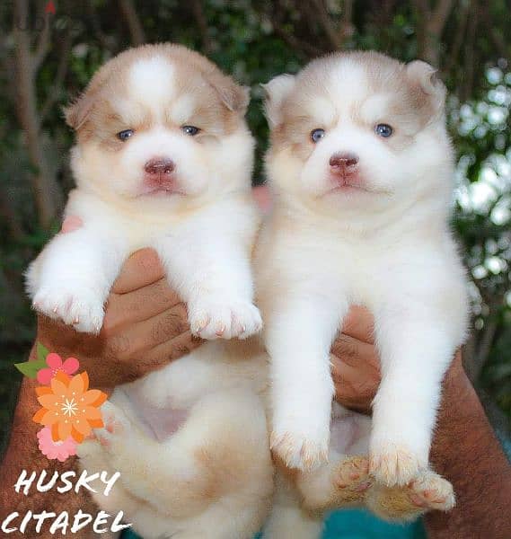 جراوي هاسكي للبيع husky puppies 4