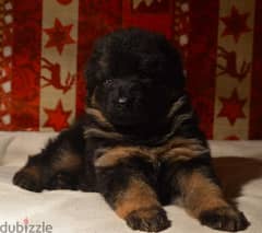 Male German shepherd puppies Female جراوي جيرمن شيبرد ذكر ولد بنت انثي 0