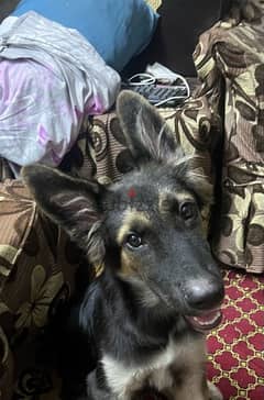 German shepherd dog 4 months كلب جيرمن شيرمن ٤ شهور