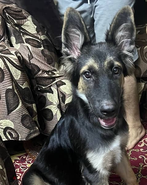 German shepherd dog 4 months كلب جيرمن شيرمن ٤ شهور 1