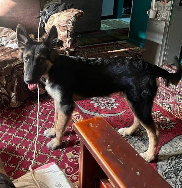 German shepherd dog 4 months كلب جيرمن شيرمن ٤ شهور 2