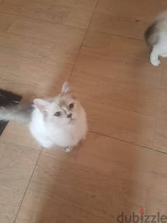 1 year Old Male Ragdoll Cat