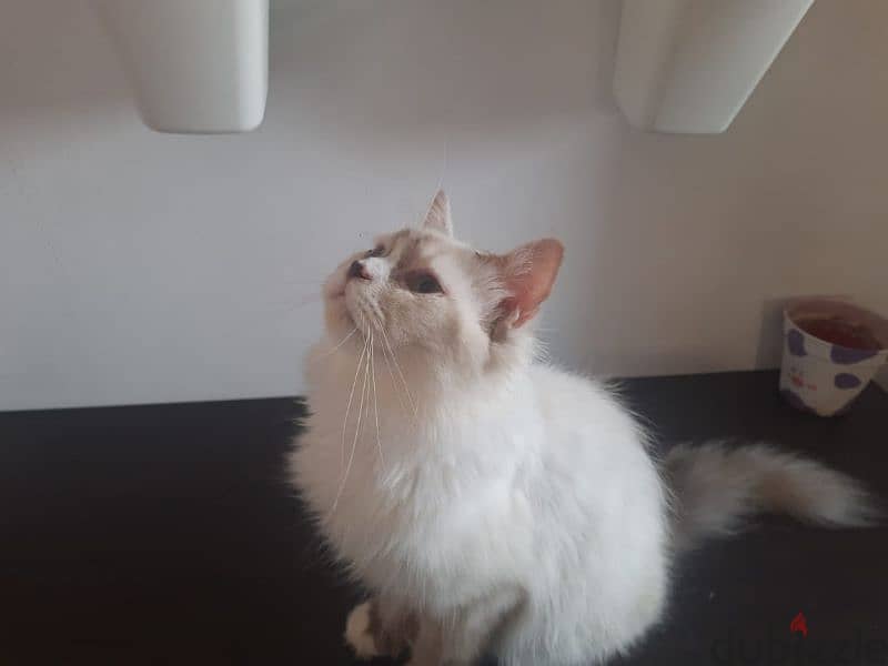 1 year Old Male Ragdoll Cat 1