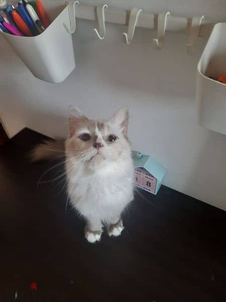 1 year Old Male Ragdoll Cat 2