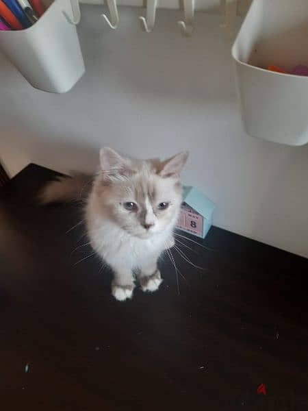 1 year Old Male Ragdoll Cat 3