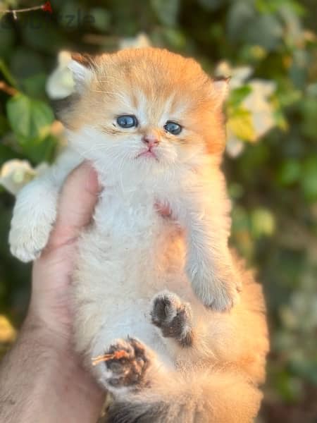 Male scottish golden long hairقط 2