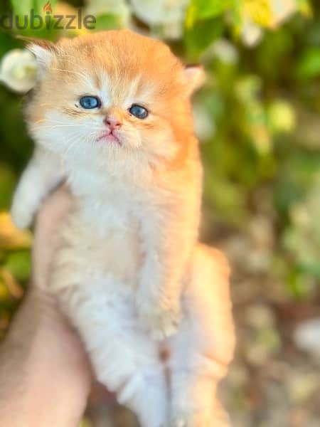 Male scottish golden long hairقط 1