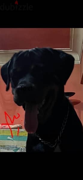 2 Rottweiller  for sale 2