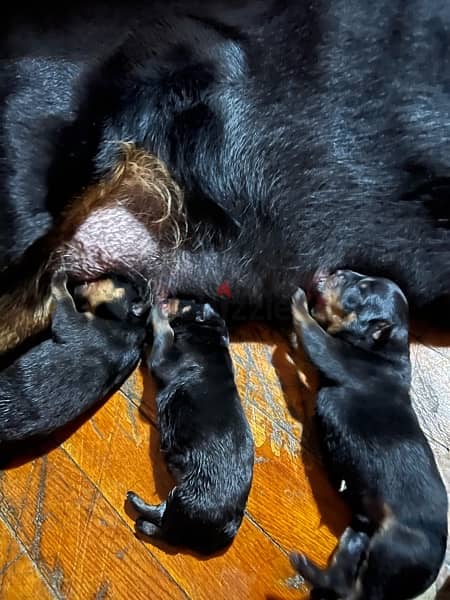 2 Rottweiller  for sale 5