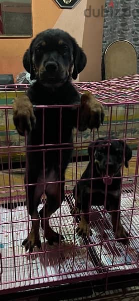 2 Rottweiller  for sale 6