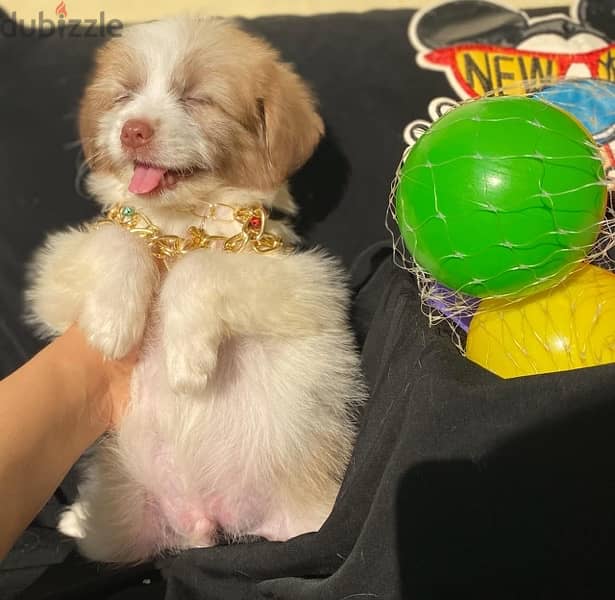 havanese full vaccination 3 months 0