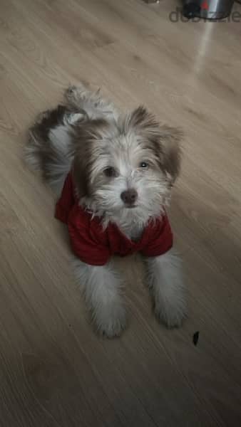 havanese full vaccination 3 months 2