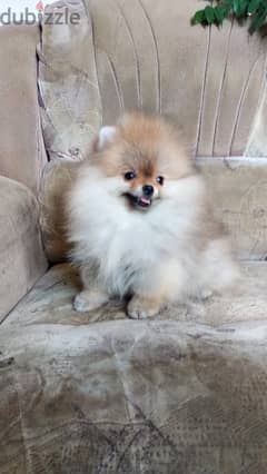 Pomeranian