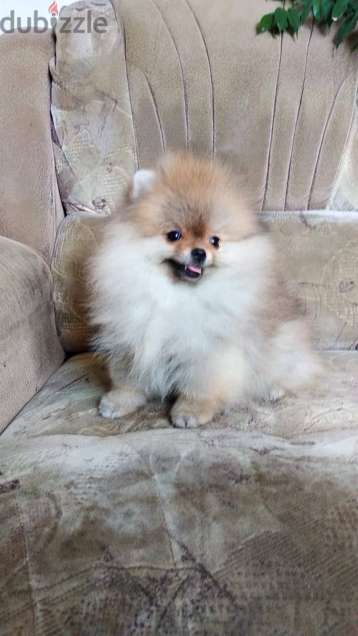 Pomeranian Dog - Beige Color from Europe 0