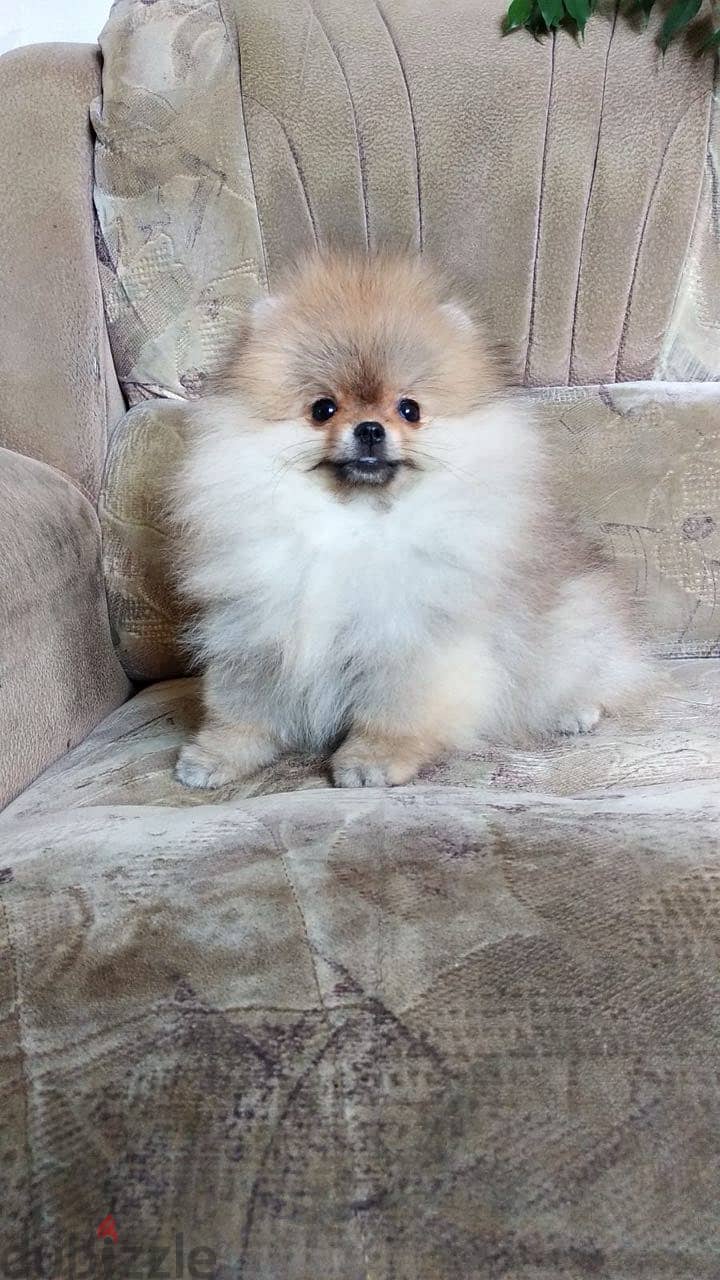 Pomeranian Dog - Beige Color from Europe 1