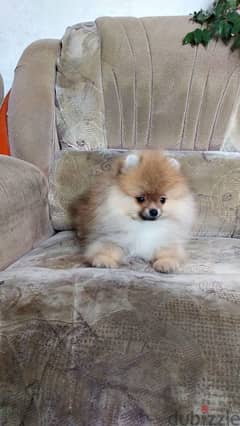 Pomeranian Dog Male l Top Quality l With All Documents