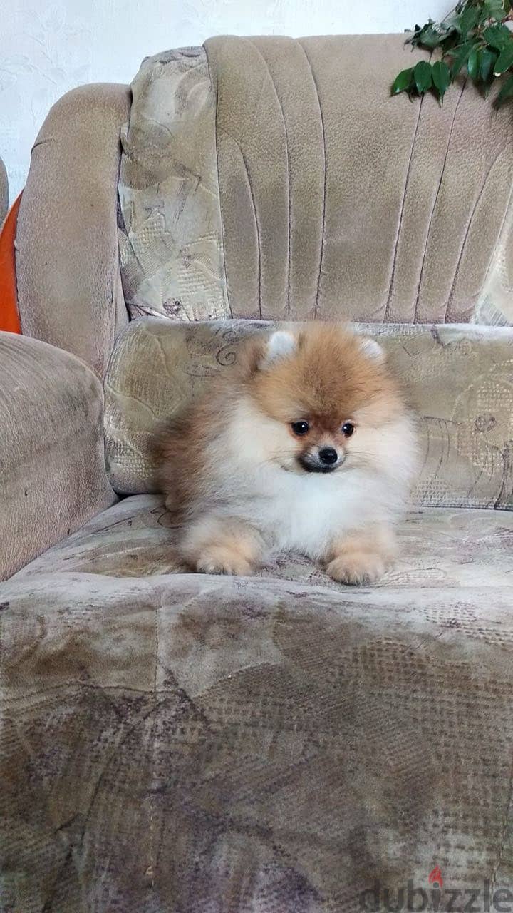 Pomeranian Dog Male l Top Quality l With All Documents 0