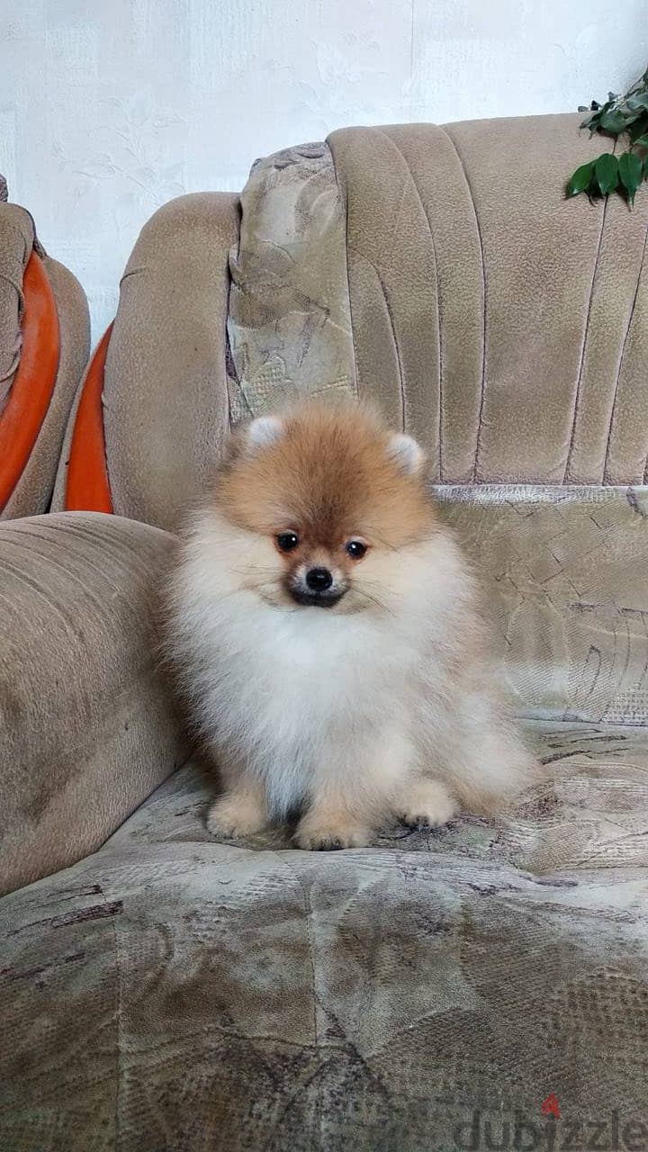 Pomeranian Dog Male l Top Quality l With All Documents 1