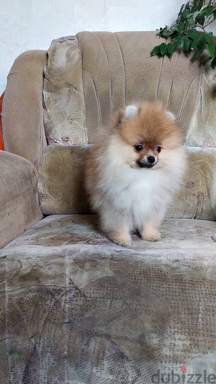 Pomeranian Dog Male l Top Quality l With All Documents 2