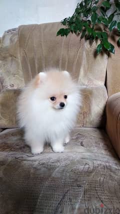 Top Pomeranian Dog - Cream Color - with All documents