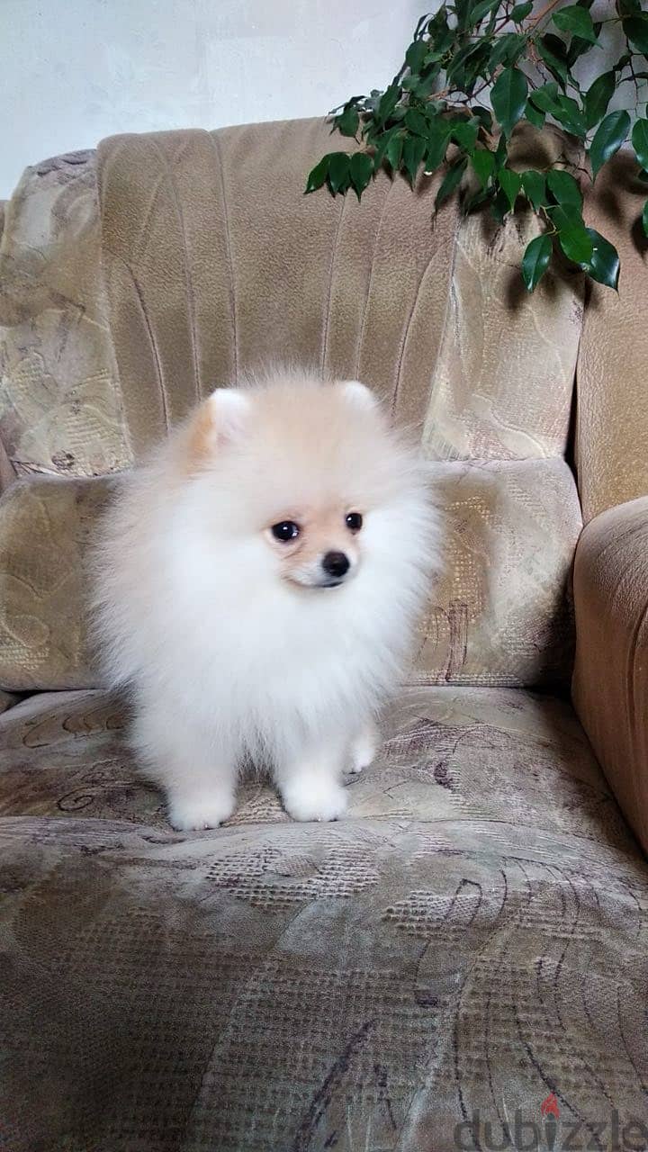 Top Pomeranian Dog - Cream Color - with All documents 0