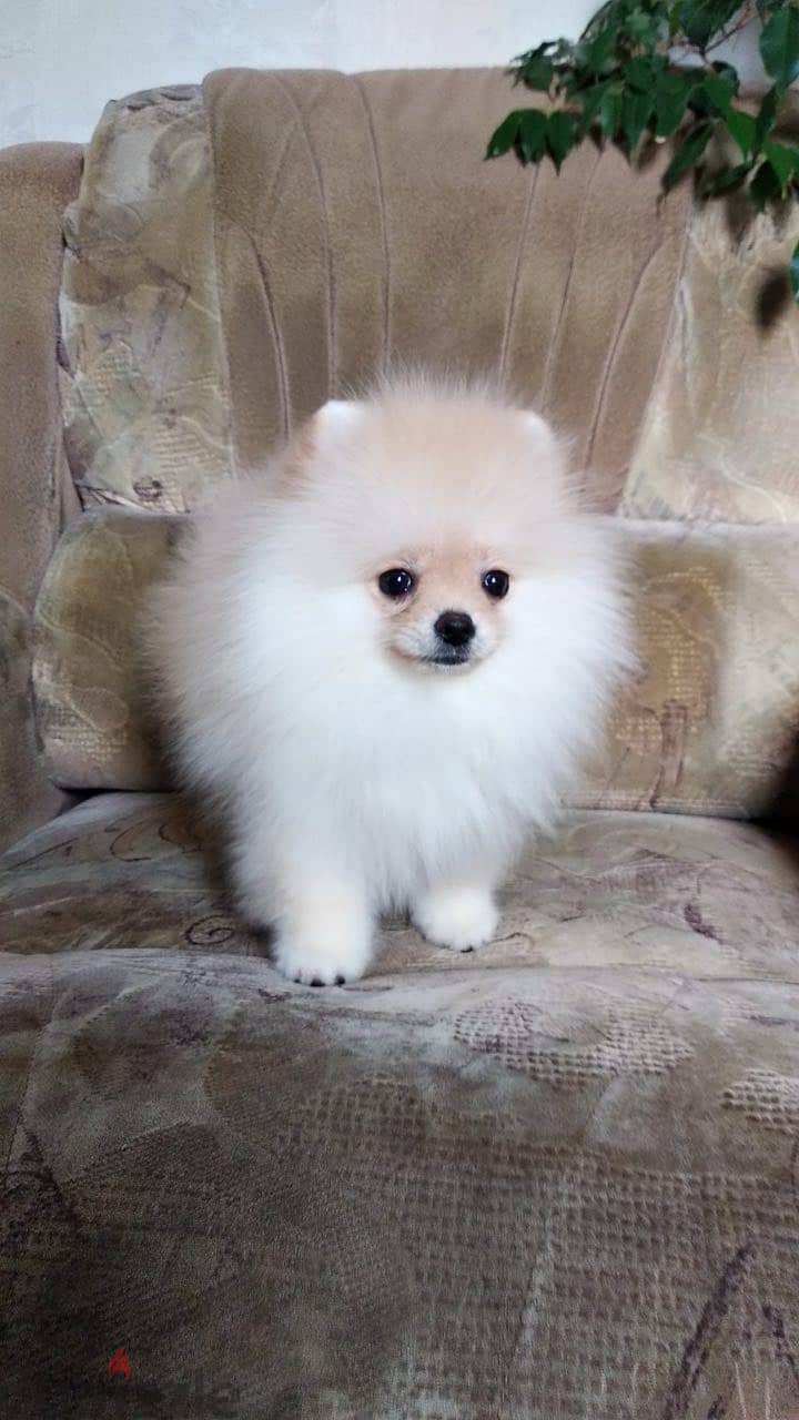 Top Pomeranian Dog - Cream Color - with All documents 3