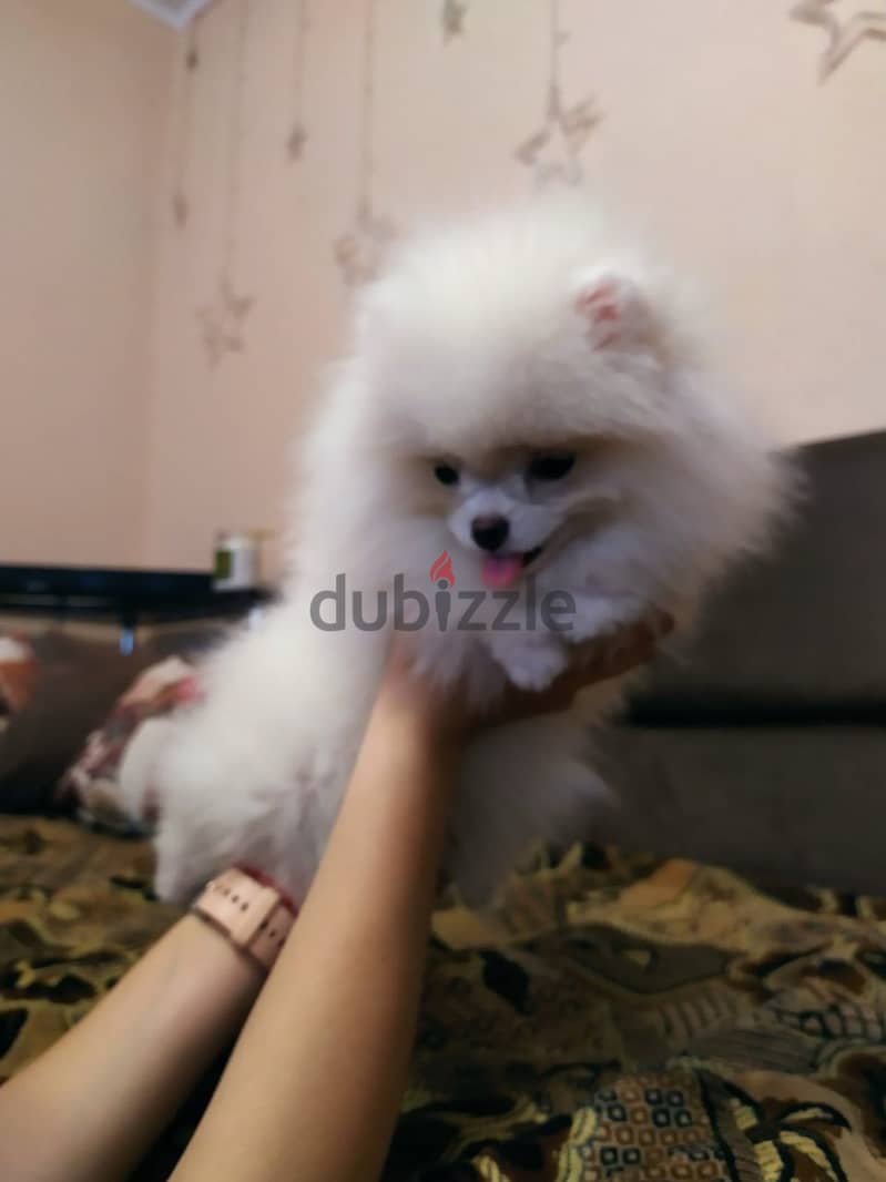 Pomeranian Dog - White Color - Female 0