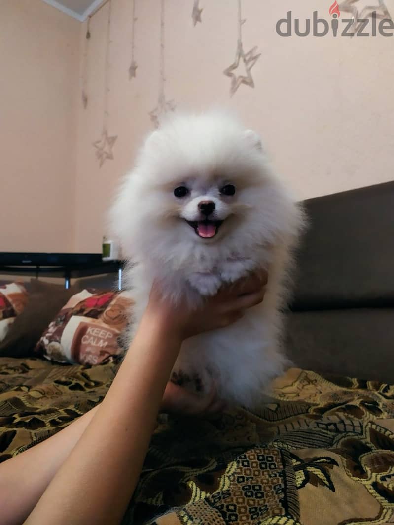 Pomeranian Dog - White Color - Female 1