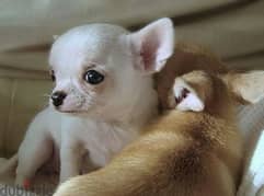 تيكب شيواوا ابل هيد Teacup chihuahua apple head 0