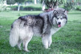 Siberian husky _ سيبريان هاسكى 0