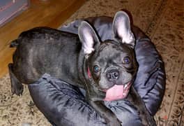 French Bulldog puppy 0