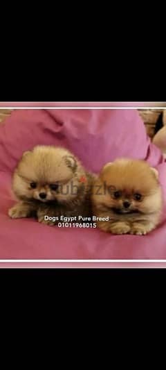 Mini Pomeranian puppies for sale imported parents