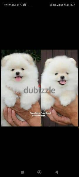 Mini Pomeranian puppies for sale imported parents 1