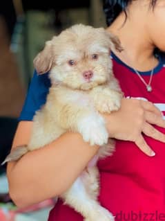 male havanese 0