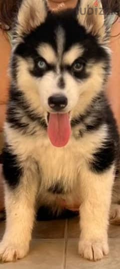 husky puppy for sale