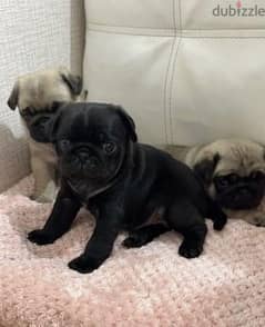 pug