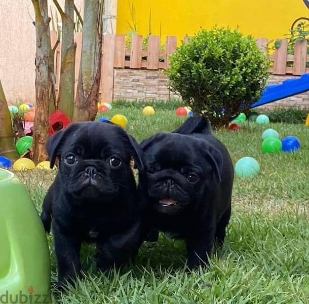 pugs بج 0