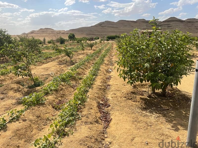 فرصه للاستثمار 10 فدان مسجلة ري نيلي علي الطريق الرئيسي 9