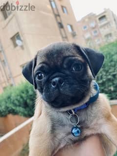 جراوي بج pug