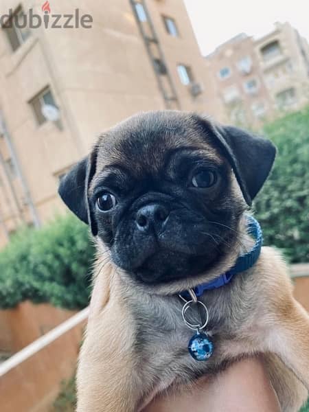 جراوي بج pug 0