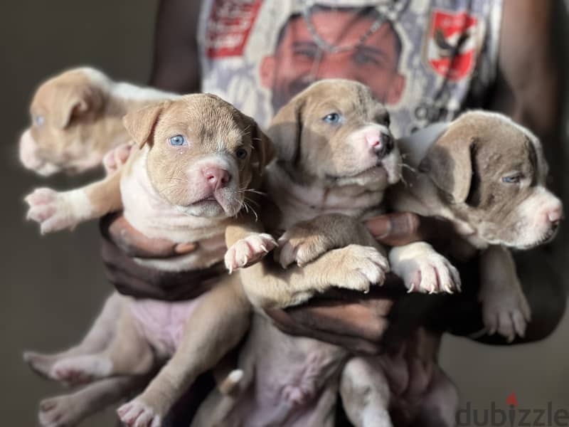 Puppies blue eyes red nose 0